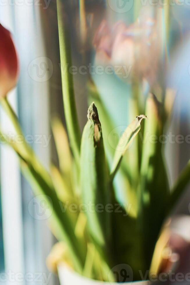 welk Tulpen auf das Fensterbrett, das Schönheit von Welken, das Metapher von Altern, das Schönheit von alt Alter, künstlerisch doppelt Exposition foto