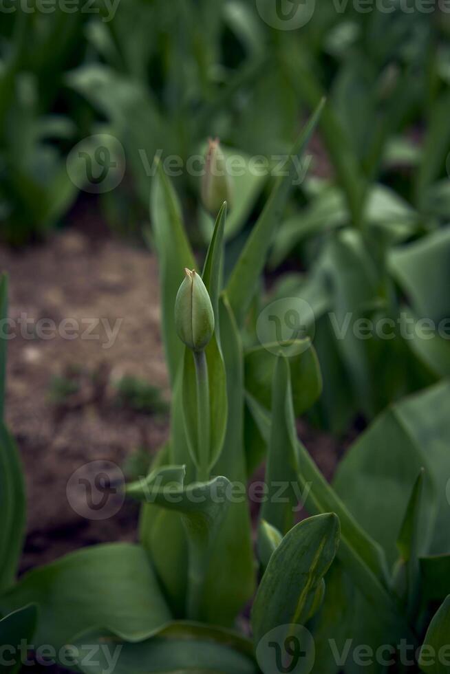 ungeöffnet Frühling Tulpen im ein Blume Bett foto