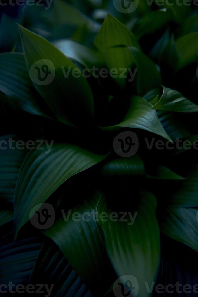 Hosta Plantage Textur, Pflanze Hintergrund foto