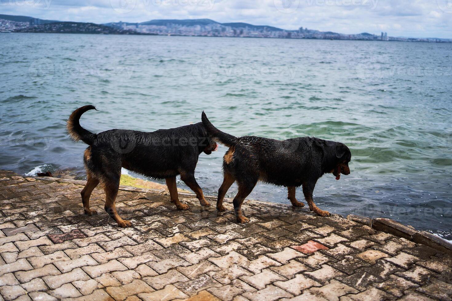 Rottweiler abspielen auf das Seebrücke auf Prinz Insel mit Blick auf Istanbul foto