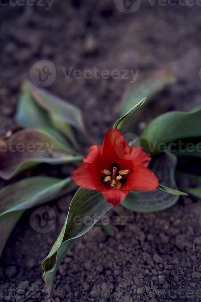 frisch Grün Mohn Sprossen, Pflanze Hintergrund foto