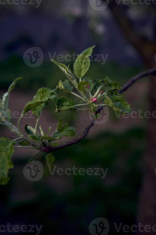 zart Rosa blühen von Apfel Bäume, Textur, Hintergrund foto