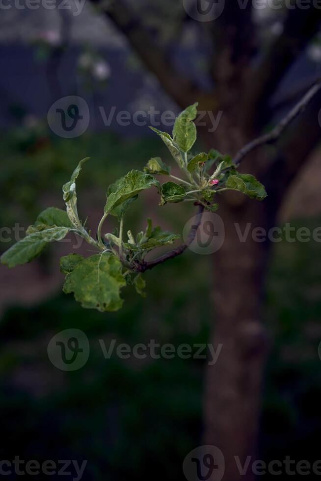 zart Rosa blühen von Apfel Bäume, Textur, Hintergrund foto