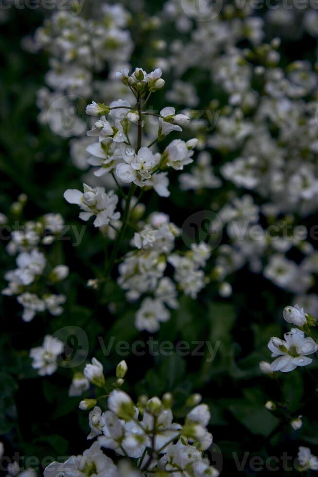 klein Weiß Blumen Schleich auf das Boden, Pflanze Hintergrund foto