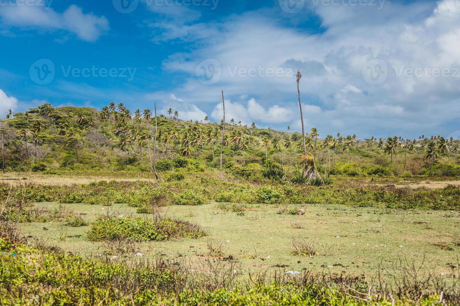 schmutziges grasfeld mit palmen in san andres foto