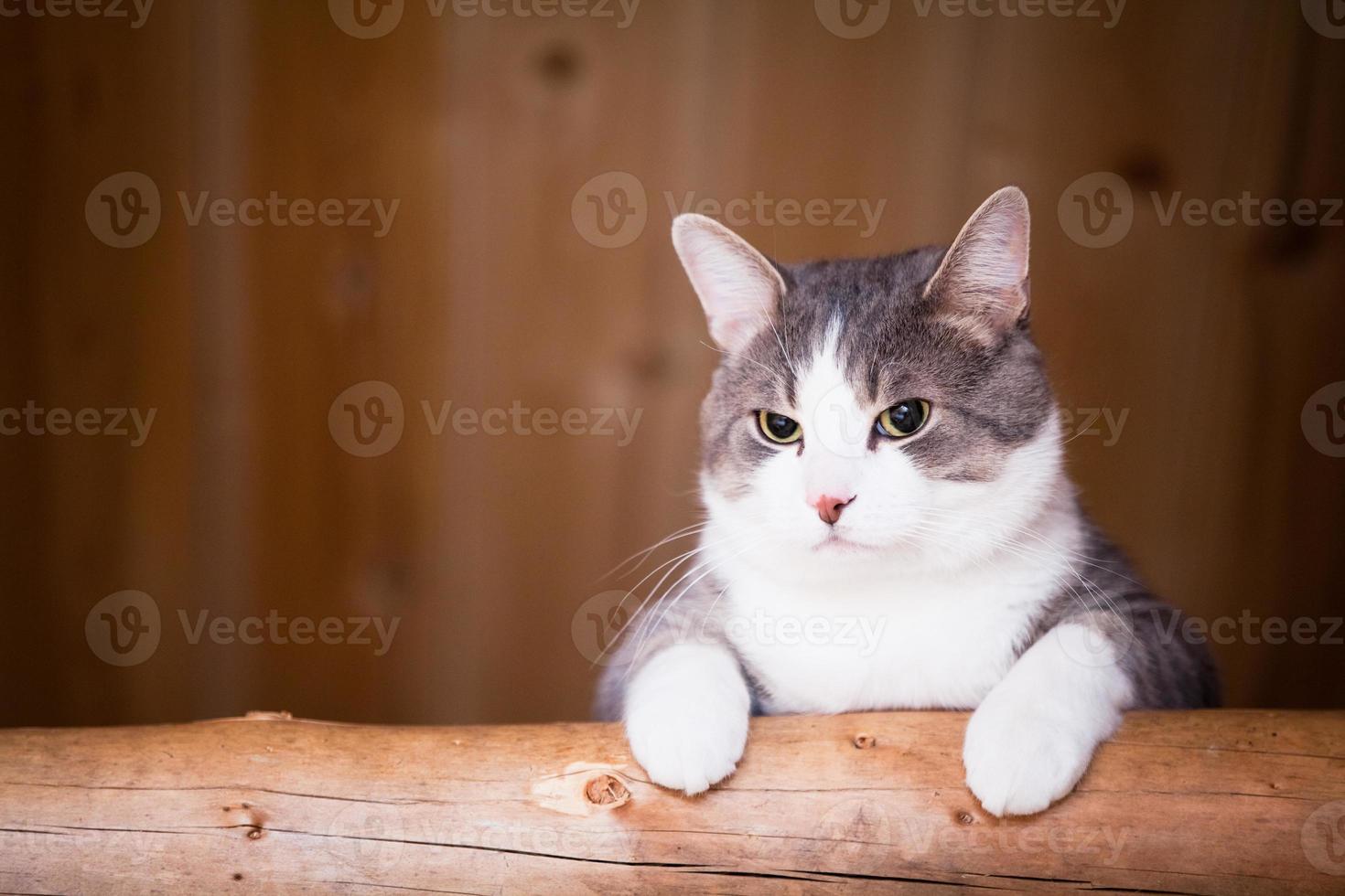 Katze beobachtet von oben foto