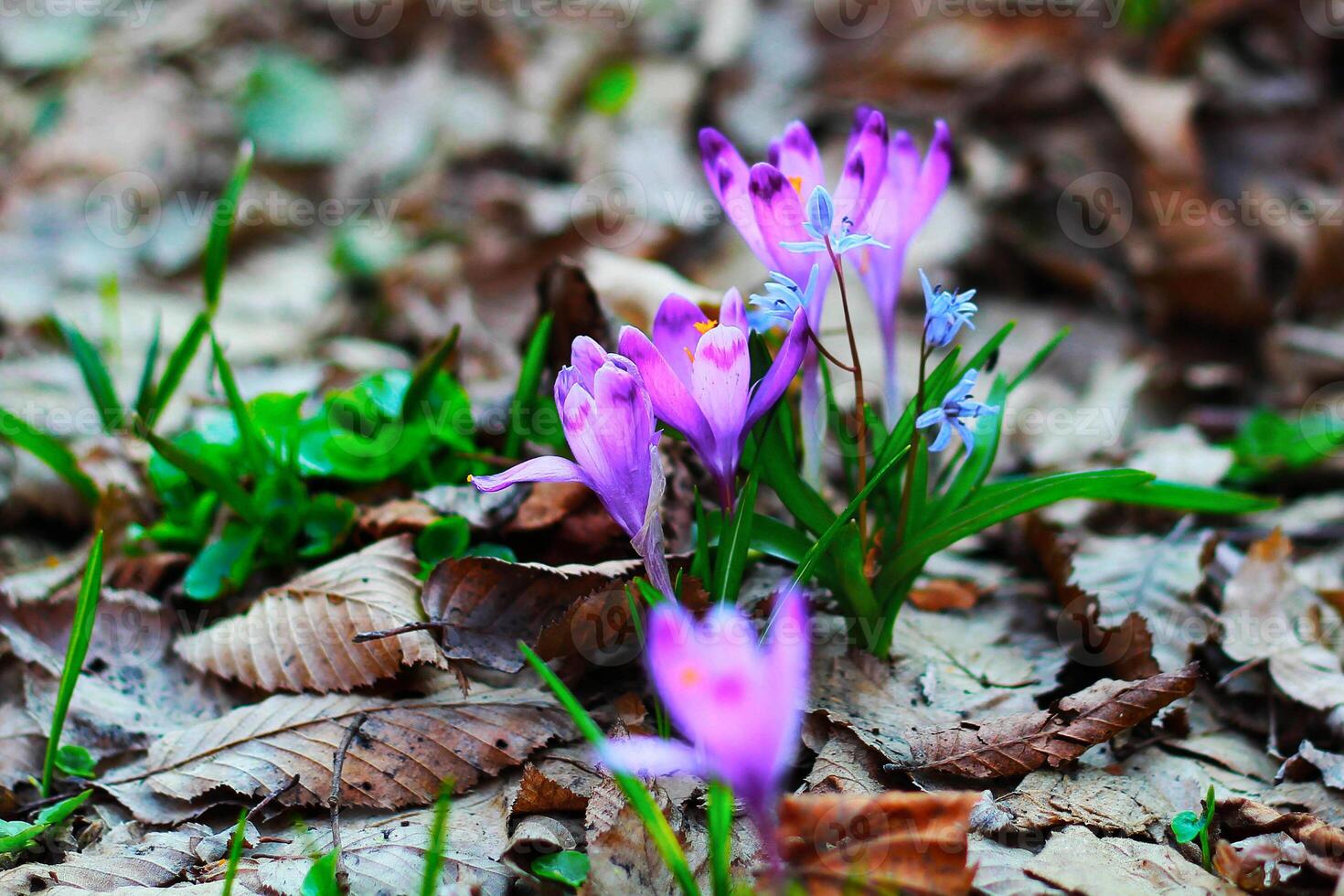 lila Krokus wachsend im ein alt Wald im trocken Blätter. Krokusse. Wiederherstellung von Land. foto