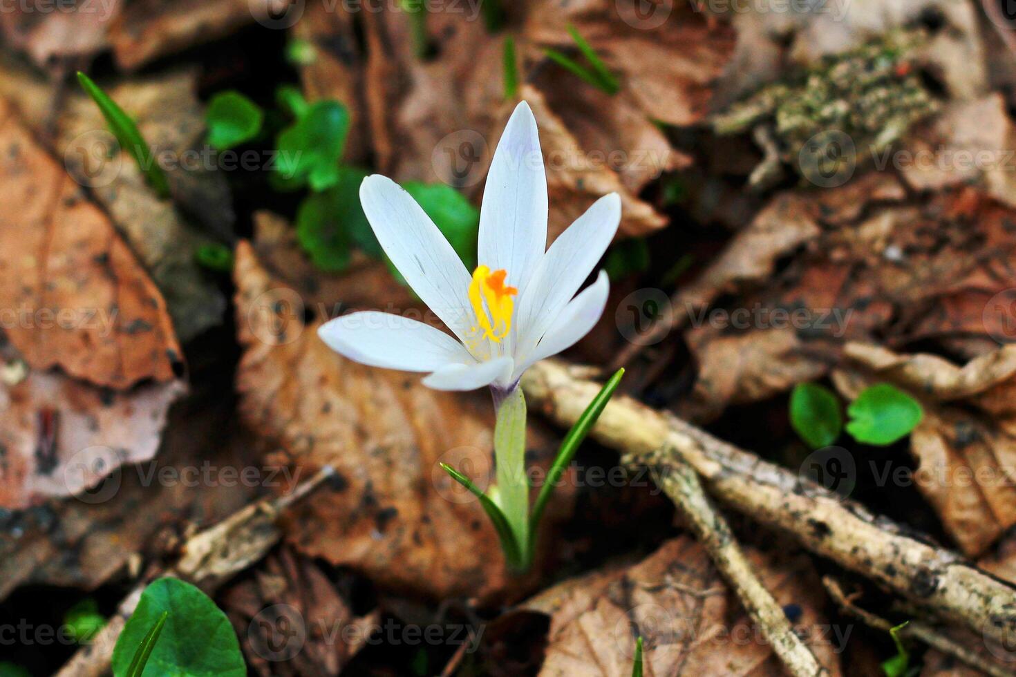 ein Weiß Krokus wachsend im ein alt Wald im trocken Blätter. Wiederherstellung von Land. Neu Leben. foto