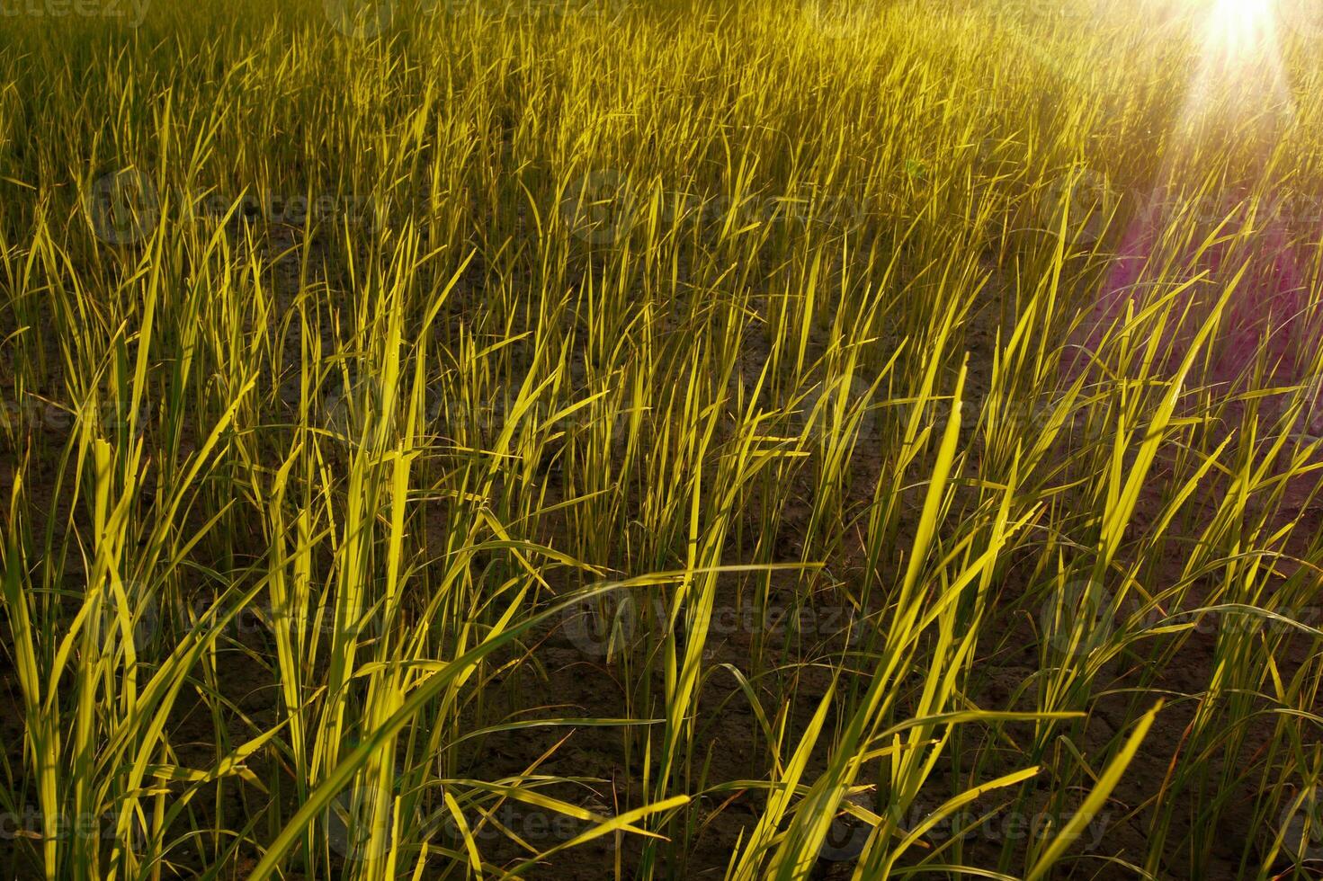 Reis Feld im das Morgen. foto