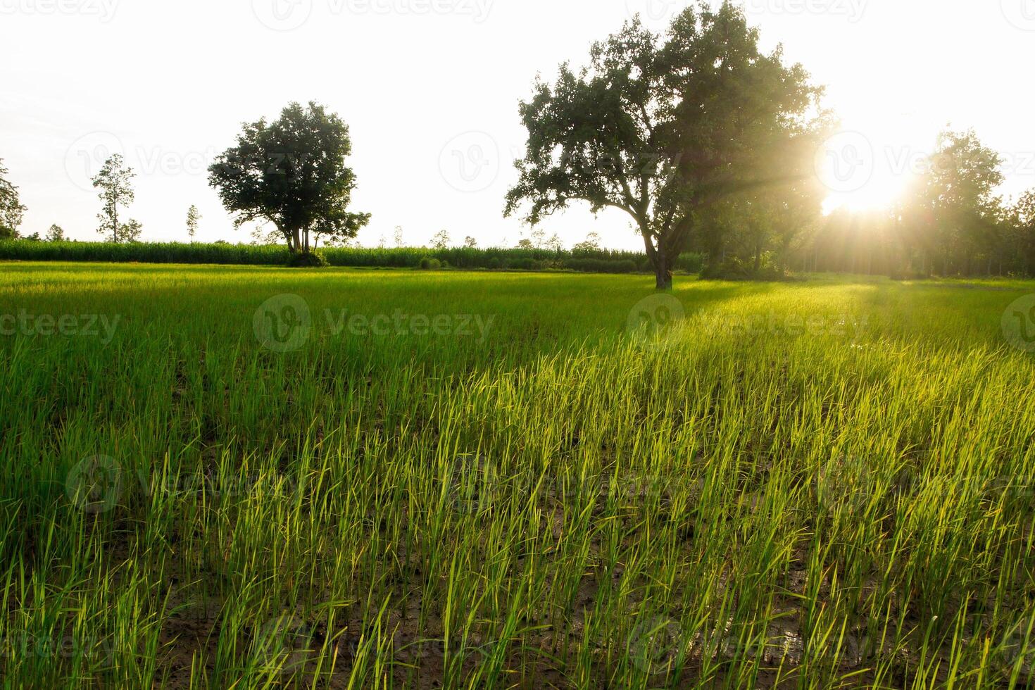 Morgen Reis Feld beim Sonnenaufgang foto
