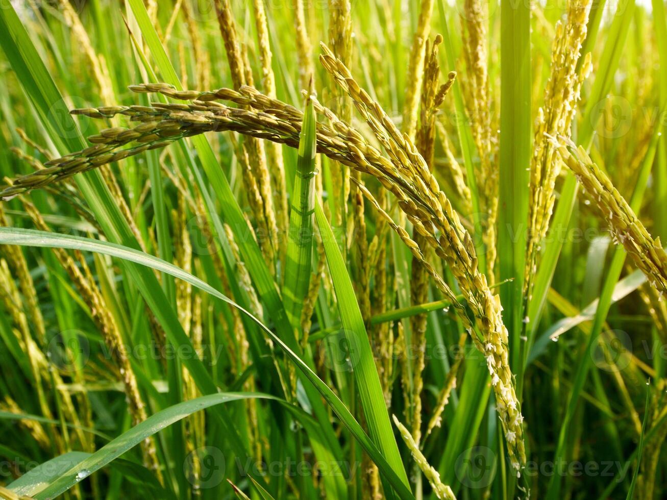 Reis Feld im das Morgen. foto