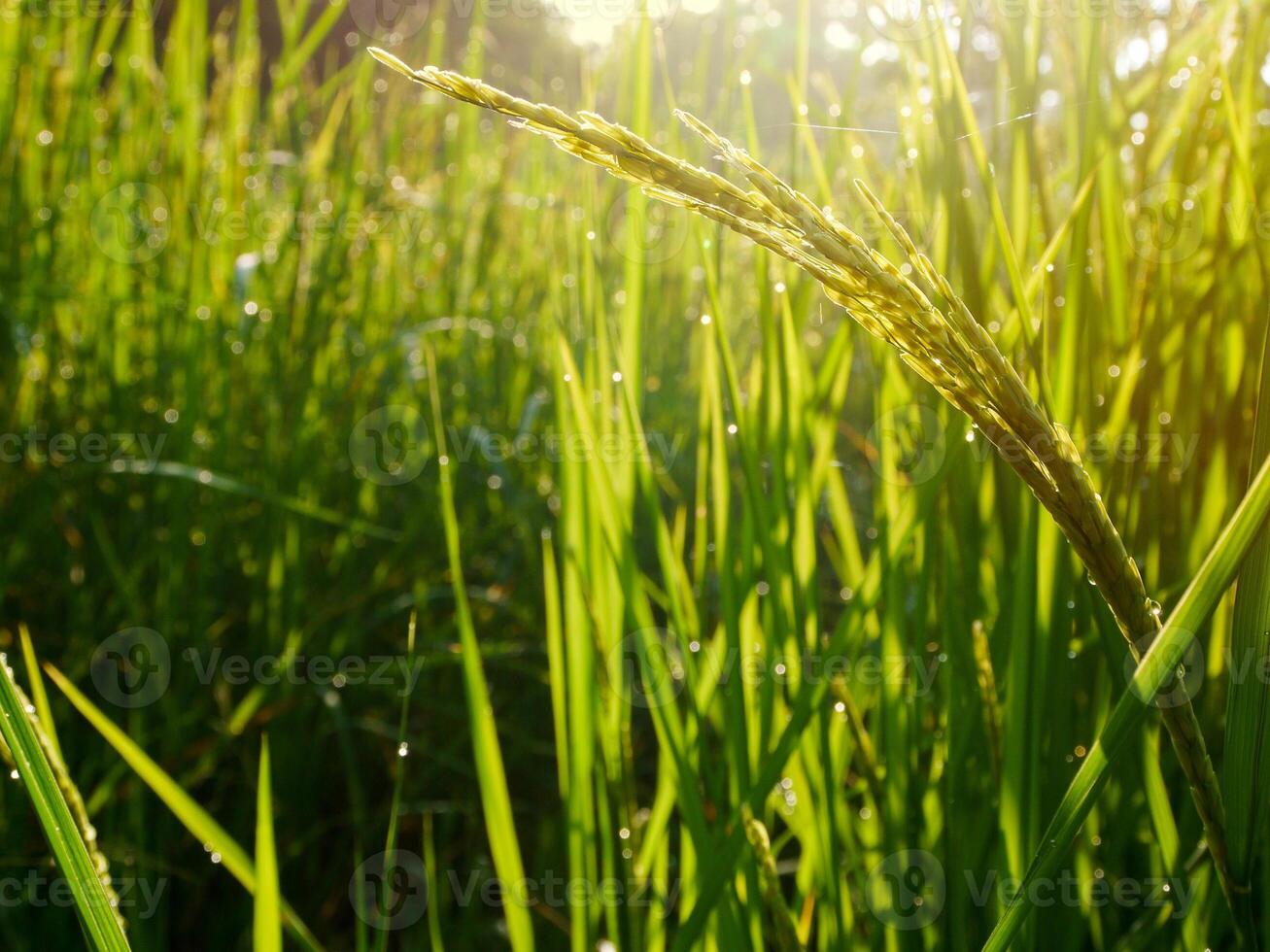Morgen Sonnenaufgang auf Reis Felder im Thailand, Asien, schön Farben und natürlich Licht im das Himmel. foto