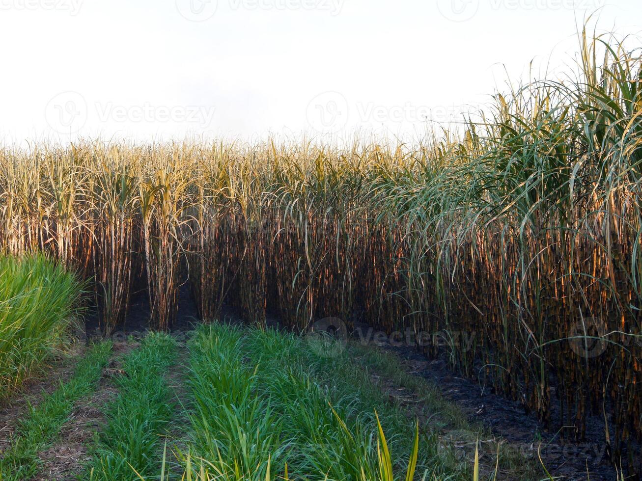 Zuckerrohrplantagen, die landwirtschaftliche tropische Pflanze in Thailand. foto