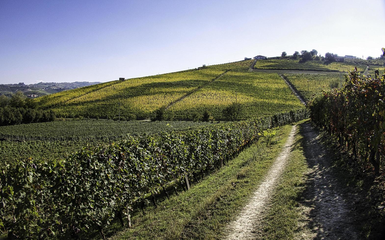 Landschaften der piemontesischen Langhe während der Ernte, mit den leuchtenden Farben des Herbstes foto