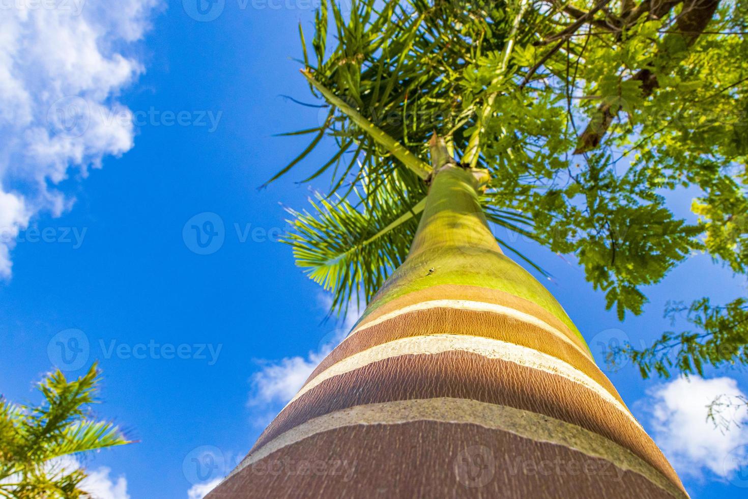 tropische Palme mit blauem Himmel Playa del Carmen Mexiko. foto