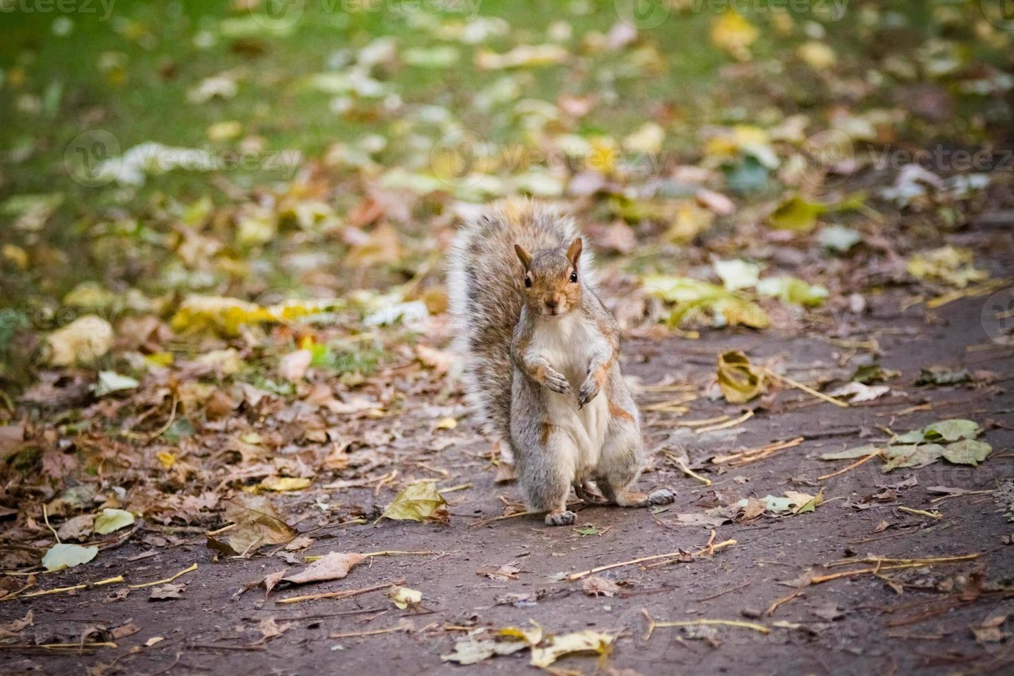 Eichhörnchen, das in der Stadt steht foto