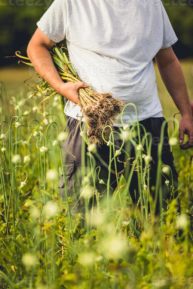 Handvoll frisch gepflückter Knoblauch auf dem Feld foto