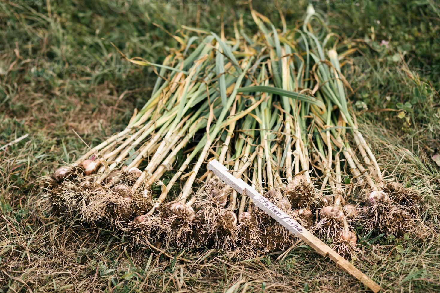 Stapel frisch gepflückter italienischer lila Knoblauch foto