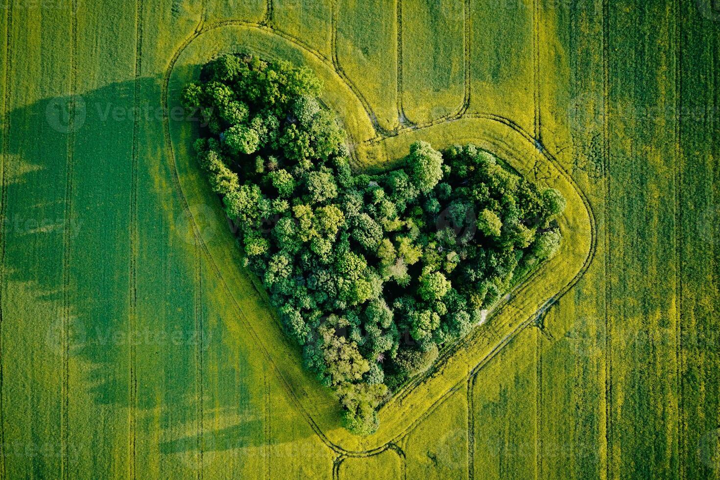 Herz gemacht von Bäume im Raps Feld, Antenne Aussicht foto