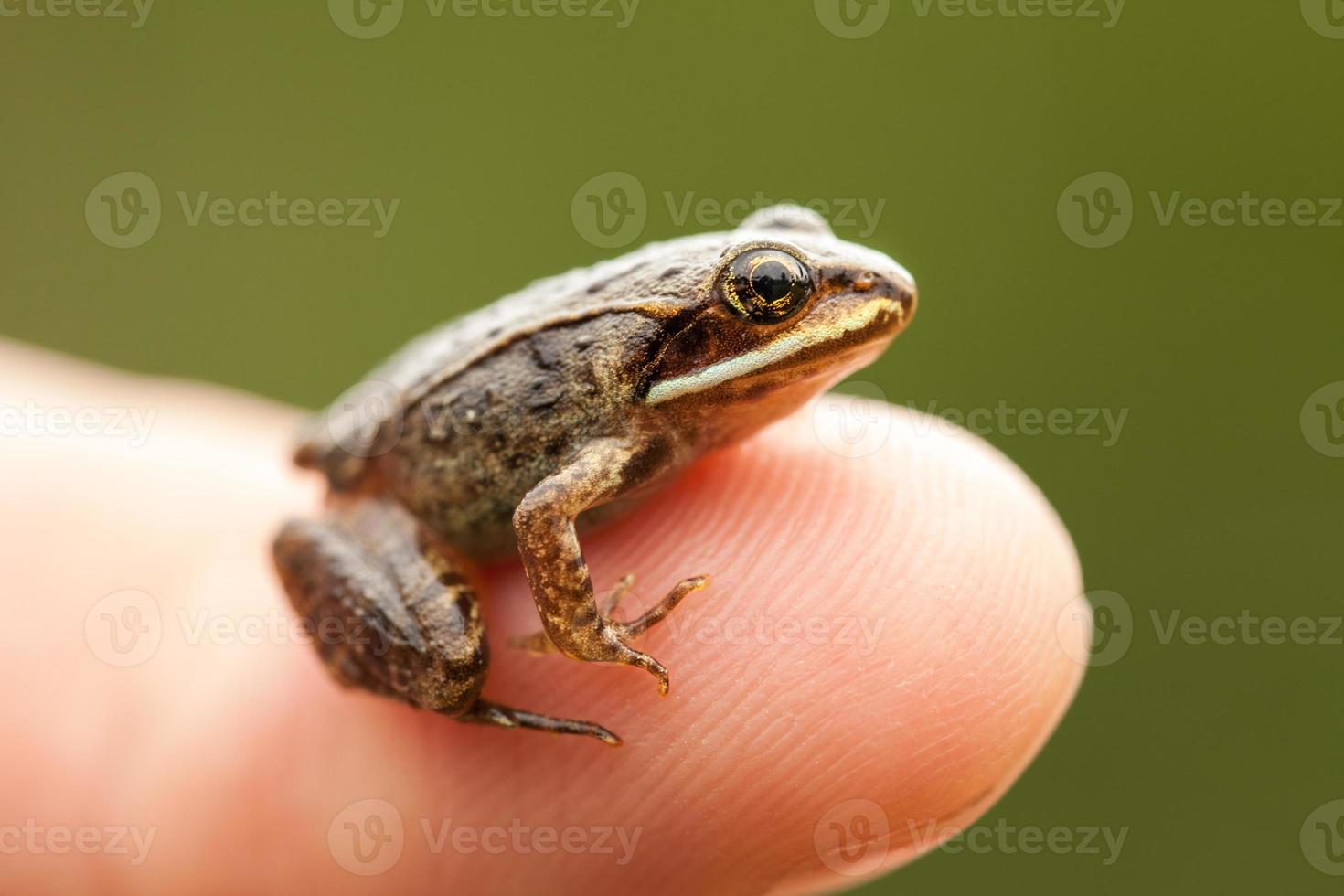 Miniatur vom Sitzen auf einem menschlichen Finger foto