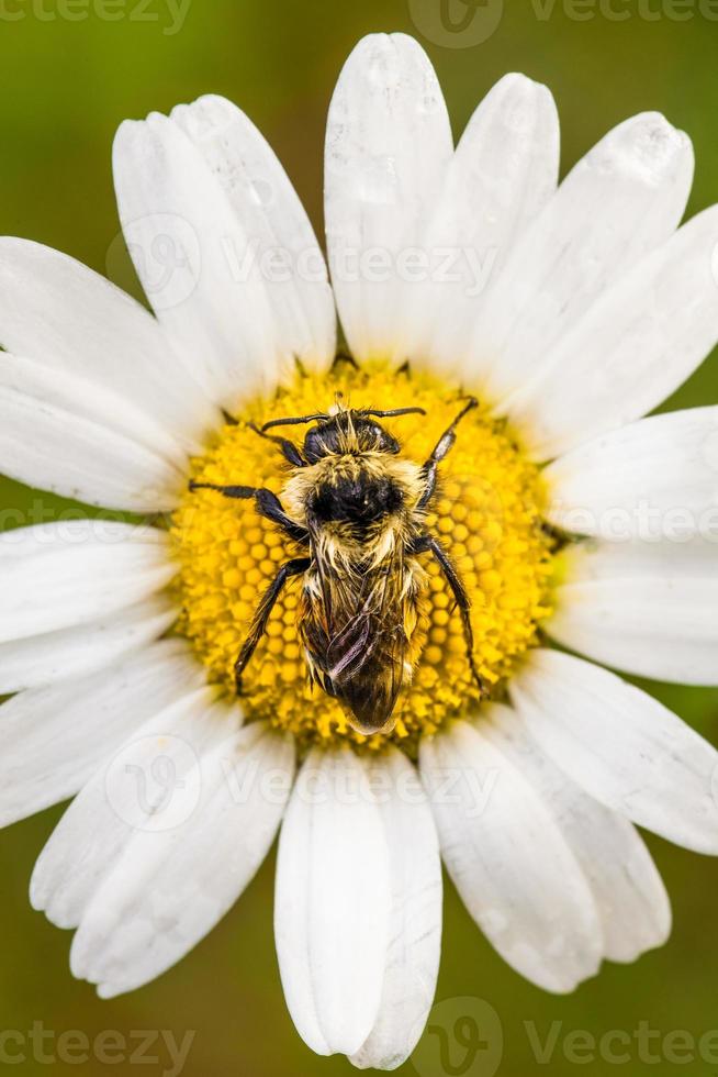 Nahaufnahme einer Biene perfekt zentriert auf einer Gänseblümchen-Blume mit Wassertropfen. foto