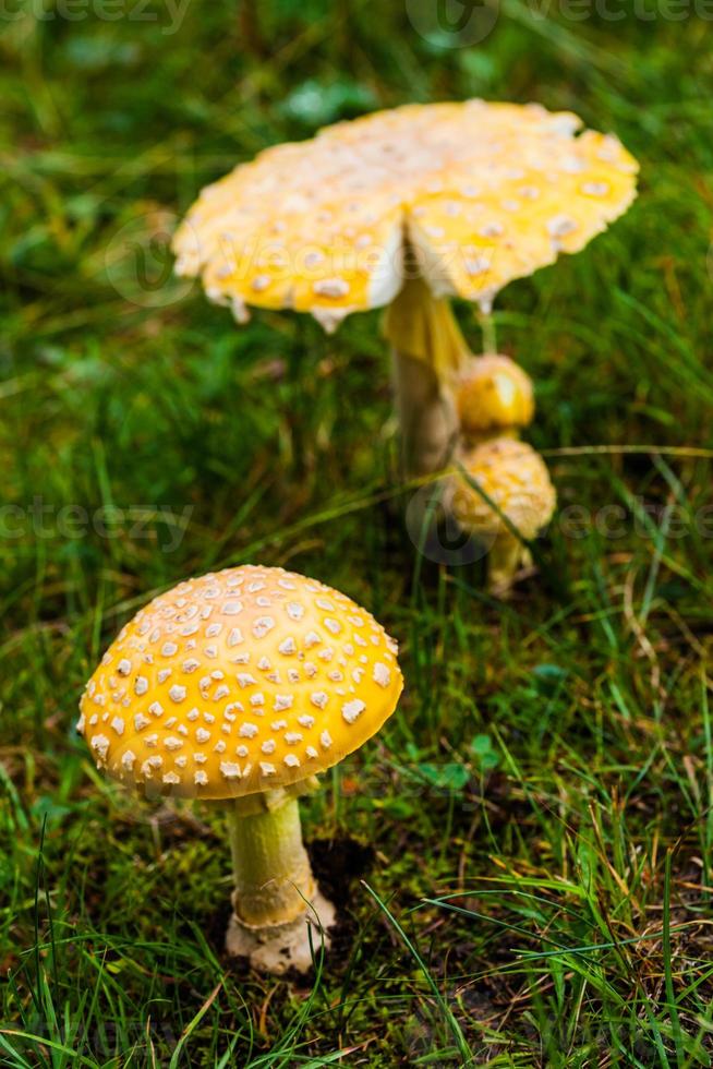 giftiger gelber Pilz in der Natur foto