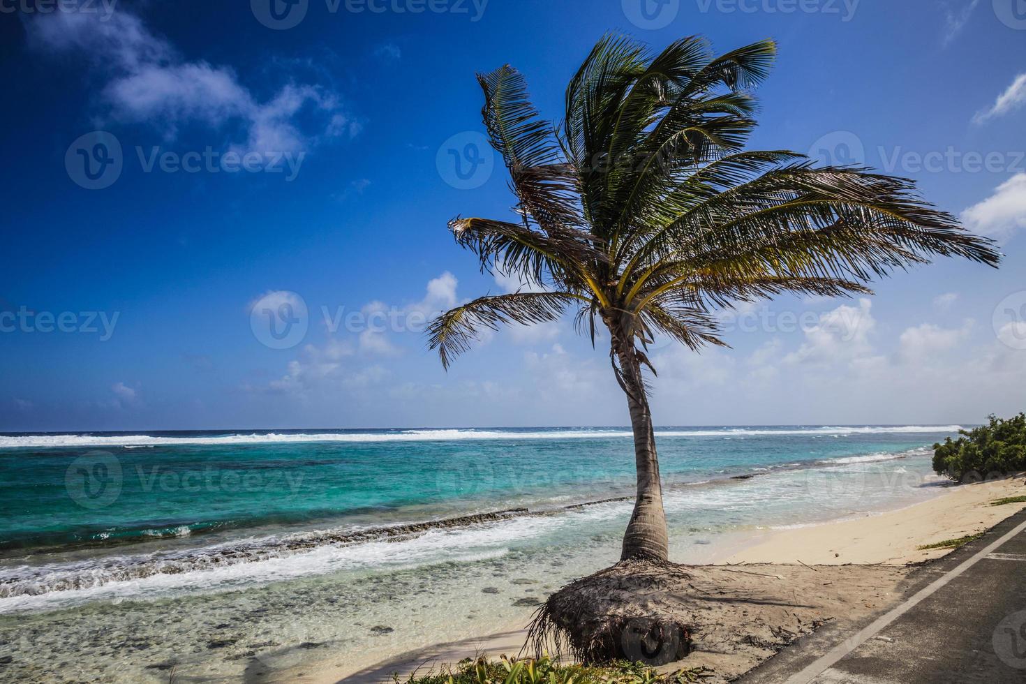 große Palme mit Blick auf den Strand foto