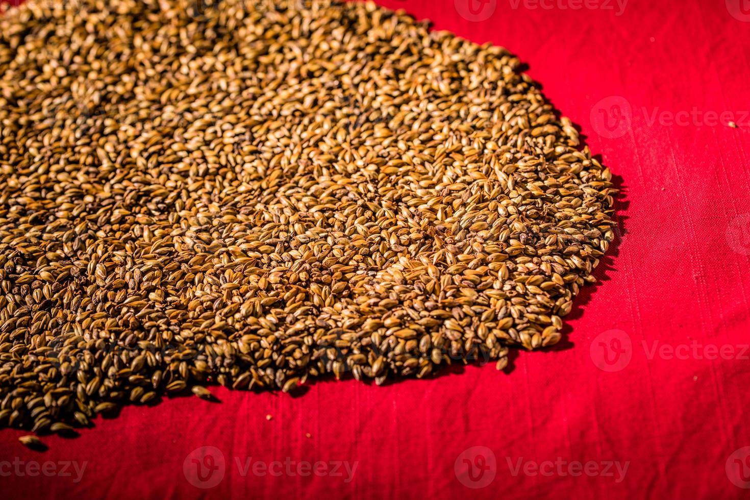 Biergerste gemälzte Karamellkörner Makrotextur foto