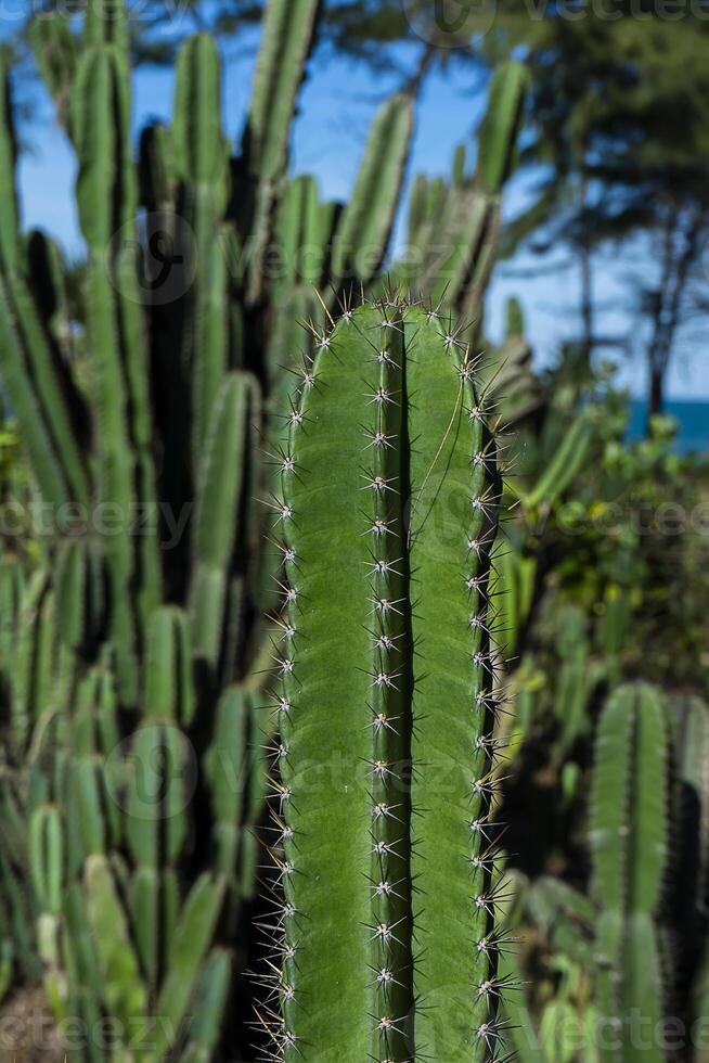 schließen oben Kaktus Baum. foto