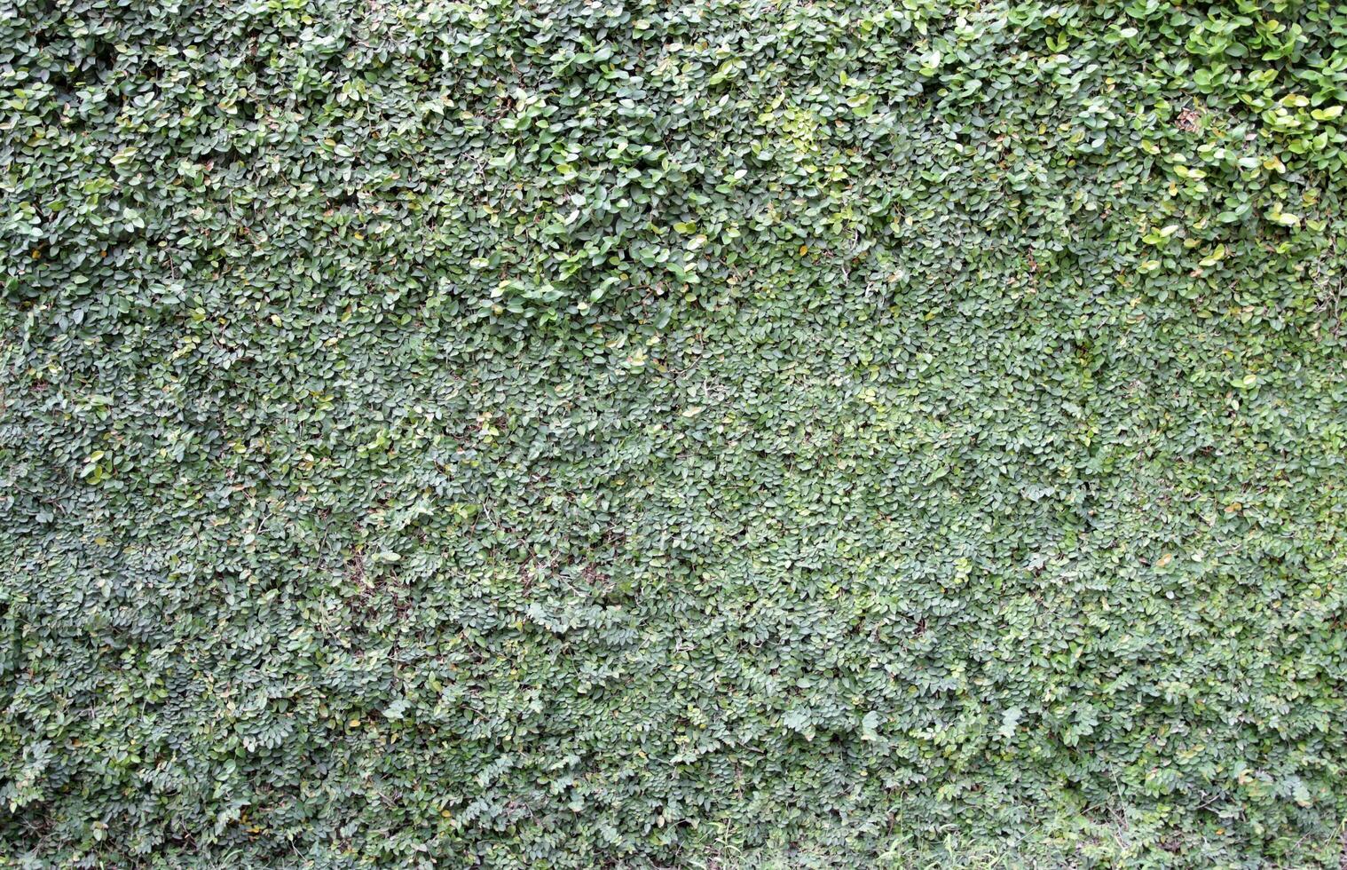 das Hintergrund Mauer ist bedeckt mit Grün Efeu Blätter. foto