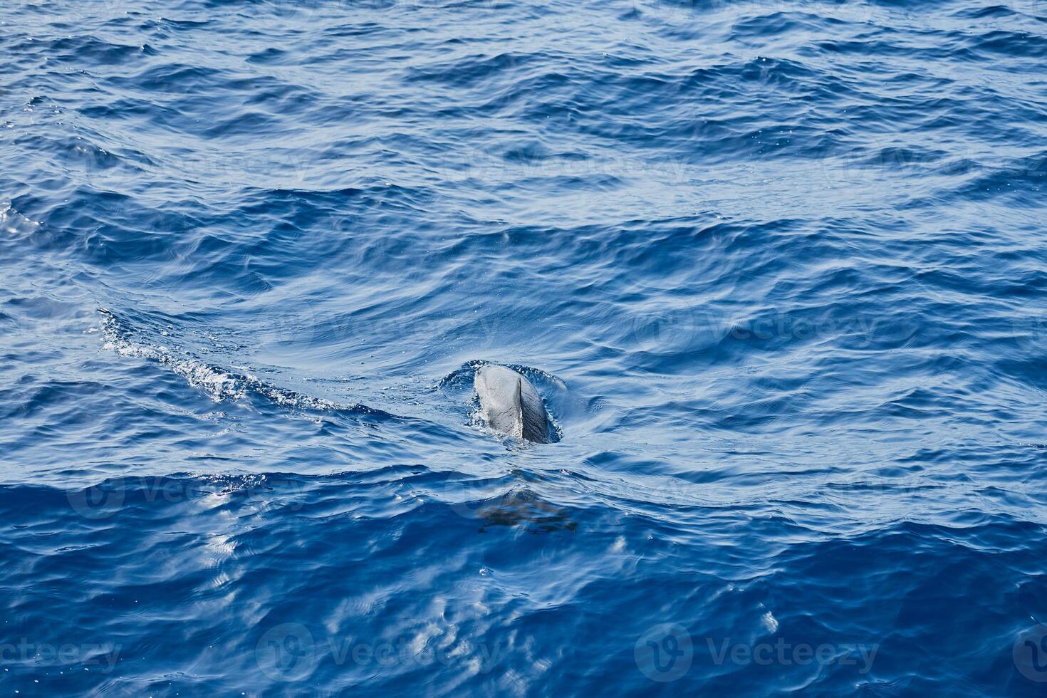 Delfin im das Meer wie ein Hintergrund. foto