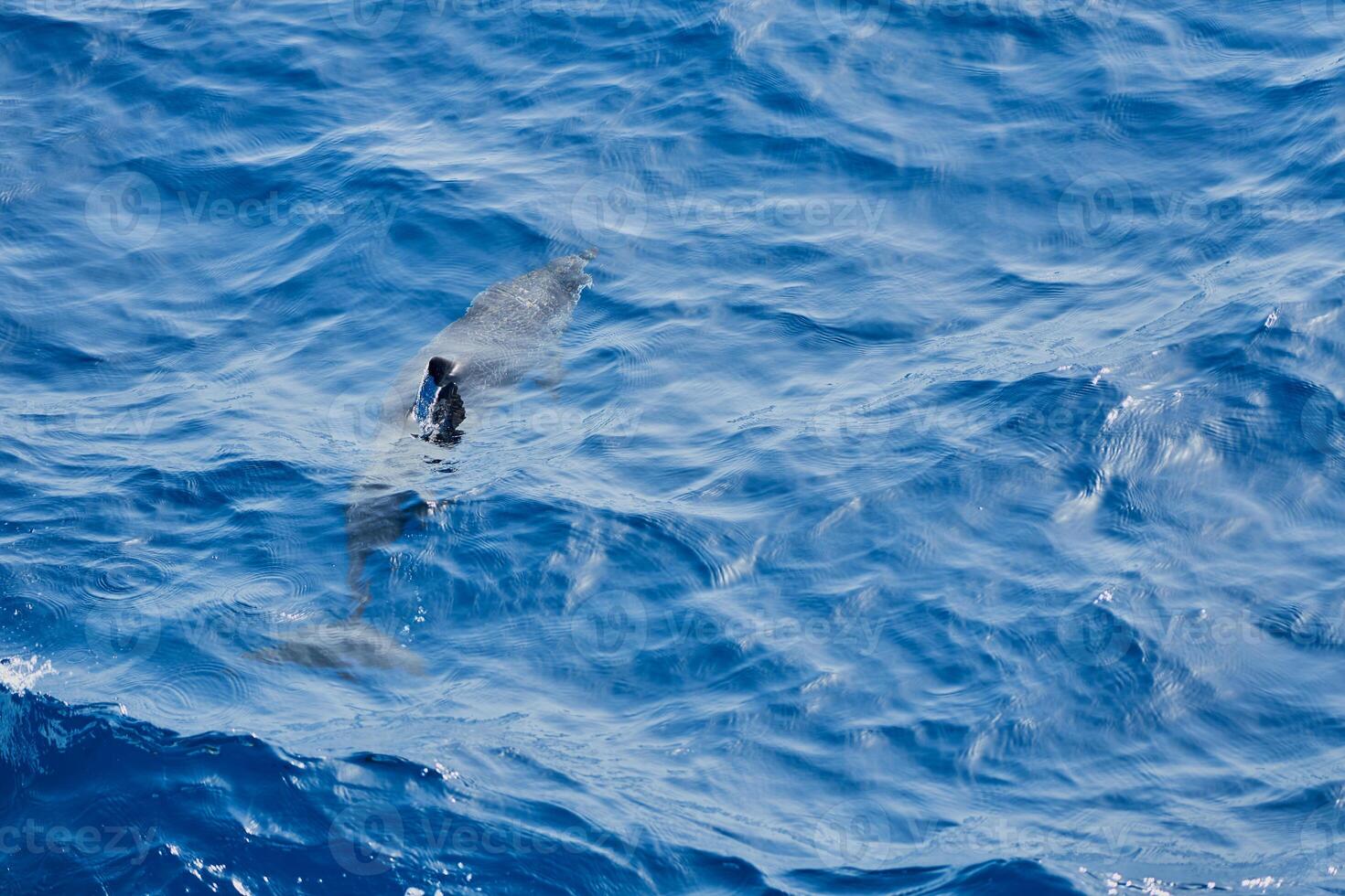 Delfin im das Meer wie ein Hintergrund. foto