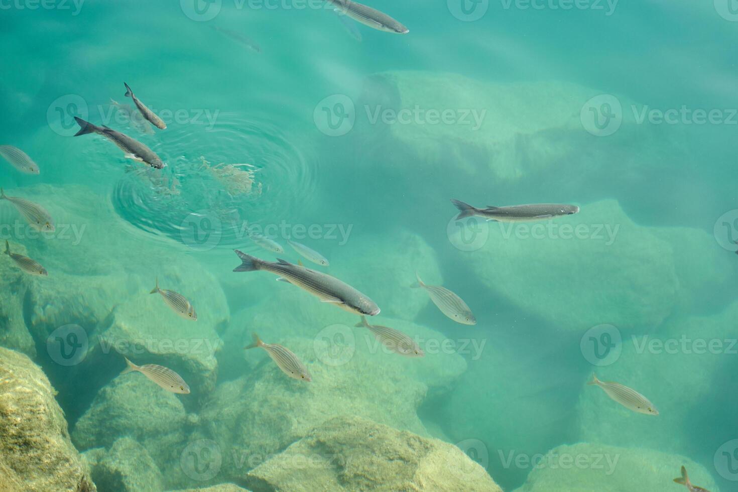 tropisch Fisch im Meer Wasser wie Hintergrund. foto