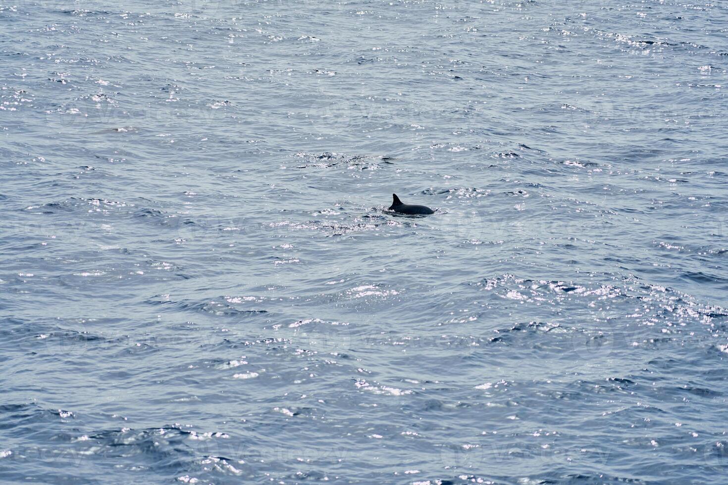 Delfin im das Meer wie ein Hintergrund. foto