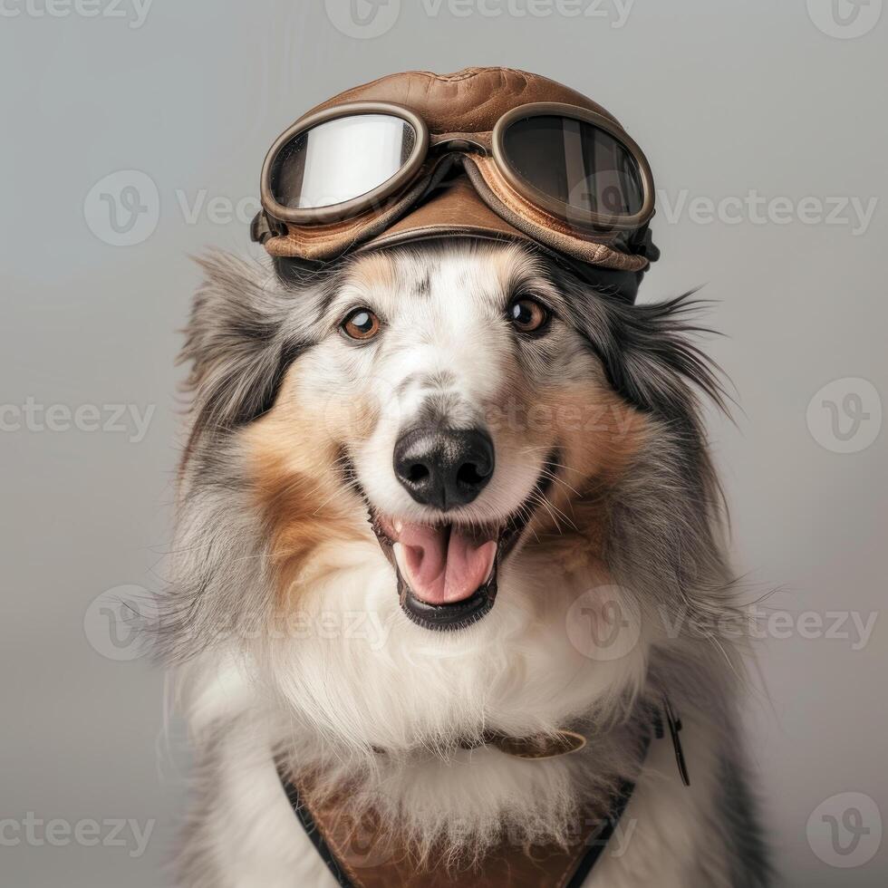 das Flieger Welpe. ein mutig Rand Collie bereit zum Abenteuer foto