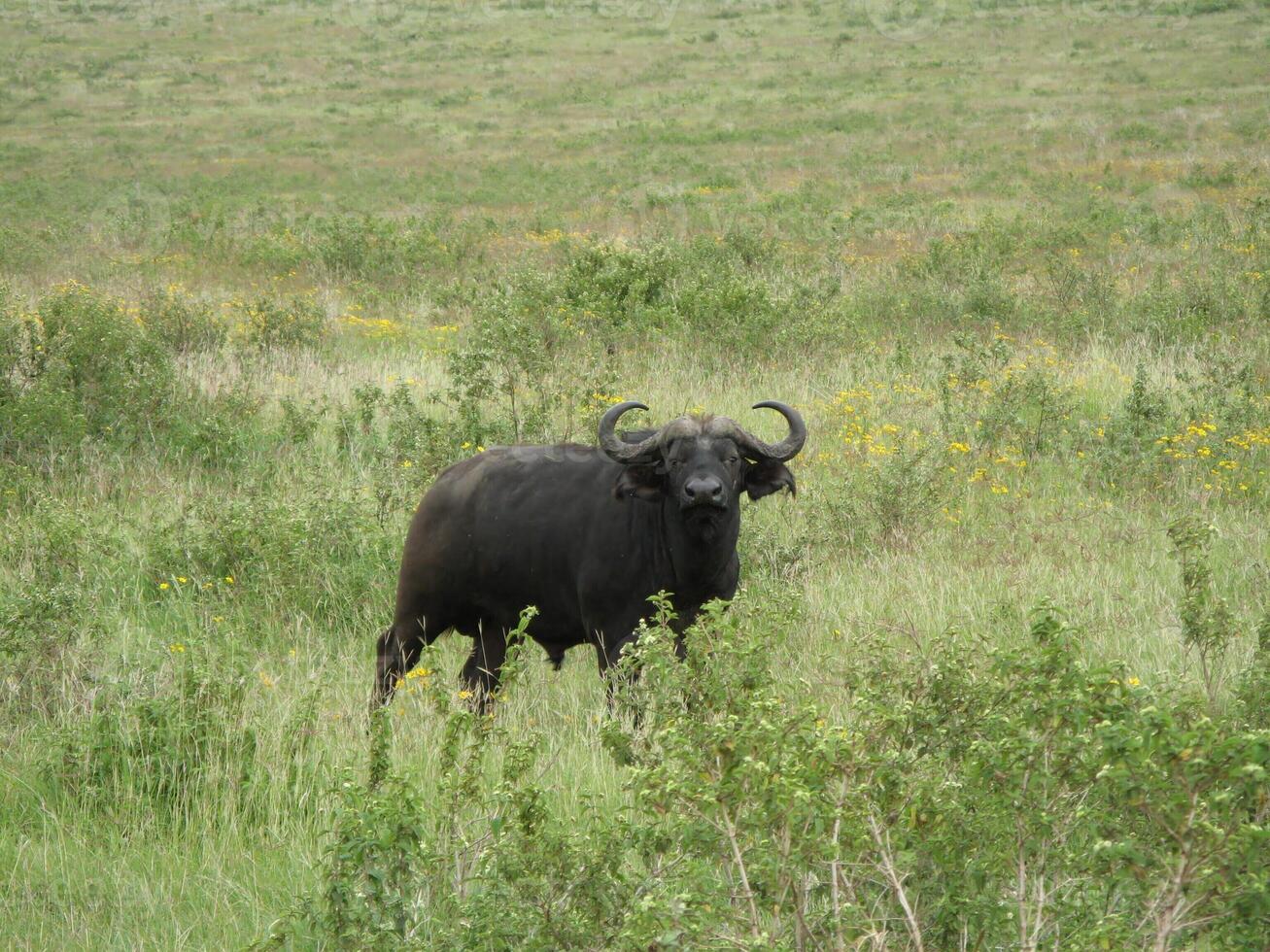 Büffel im Serengeti National Park suchen beim Kamera foto