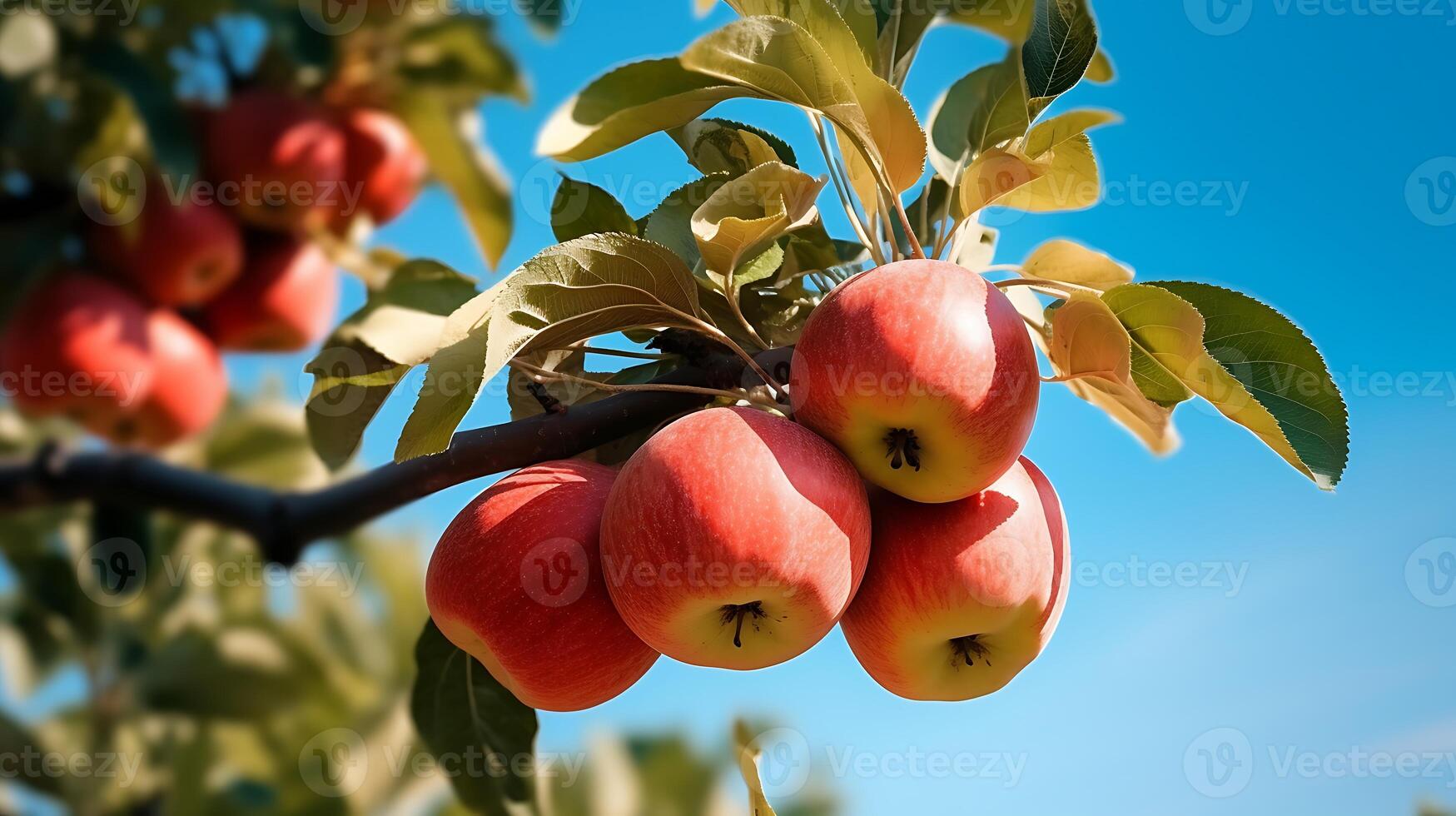 rot Äpfel auf ein Baum Ast im ein Obstgarten im das Sommer- foto