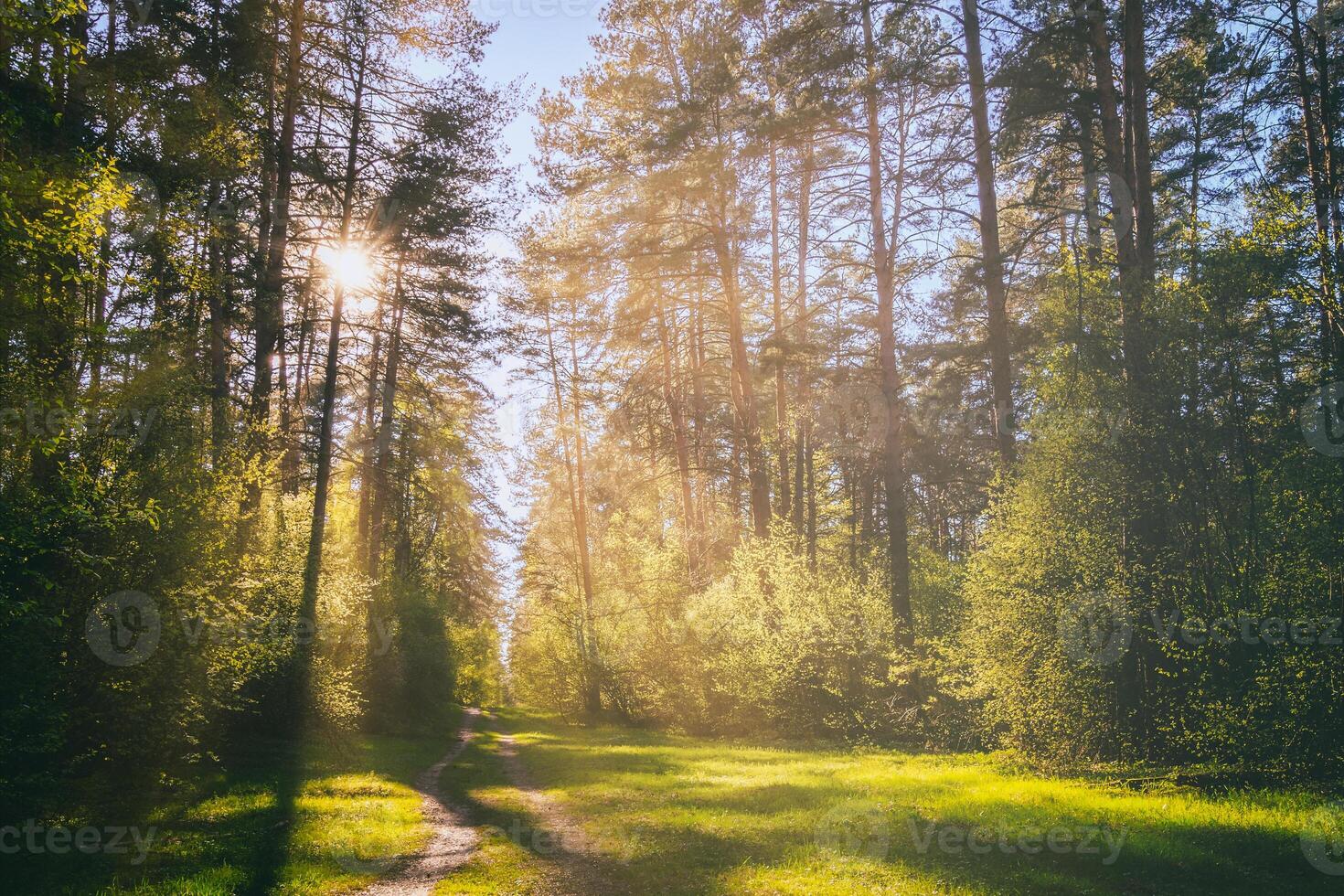 Sonnenstrahlen Streaming durch das Kiefer Bäume und leuchten das jung Laub auf das Gebüsch im das Kiefer Wald im Frühling. Jahrgang Film ästhetisch. foto