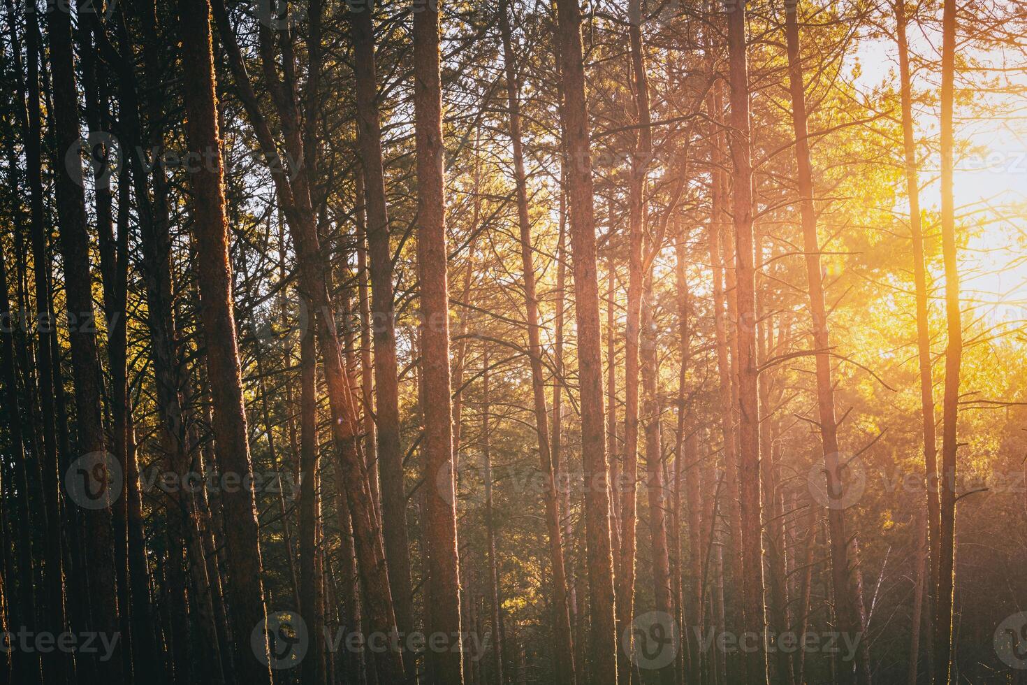 Sonnenstrahlen leuchten das Stämme von Kiefer Bäume beim Sonnenuntergang oder Sonnenaufgang im ein früh Winter Kiefer Wald. Ästhetik von Jahrgang Film. foto