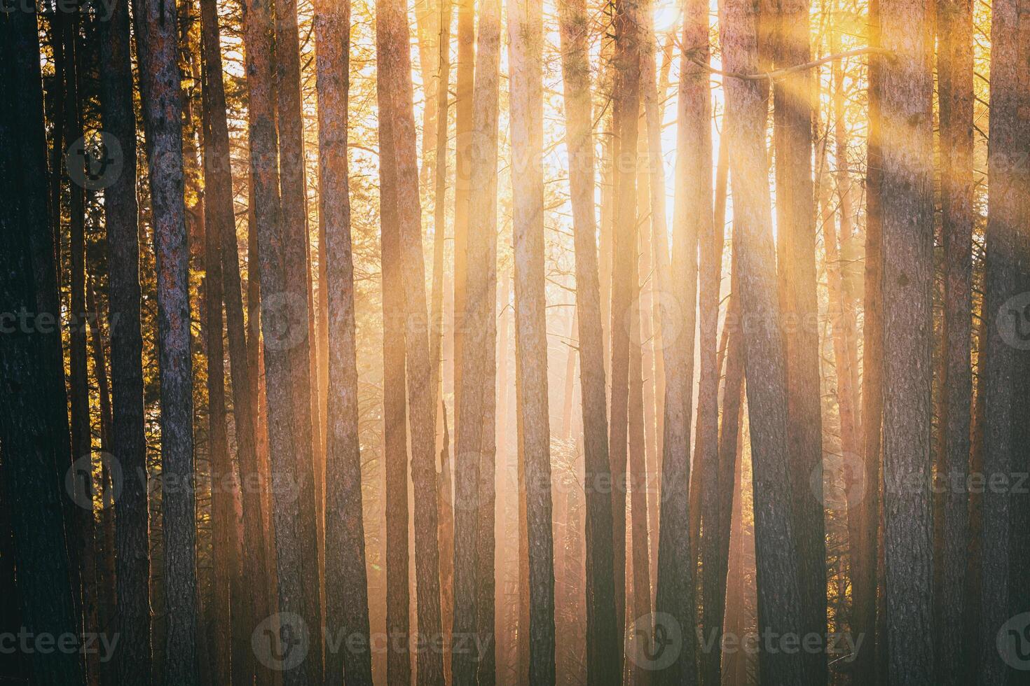 Sonnenstrahlen leuchten das Stämme von Kiefer Bäume beim Sonnenuntergang oder Sonnenaufgang im ein früh Winter Kiefer Wald. Ästhetik von Jahrgang Film. foto