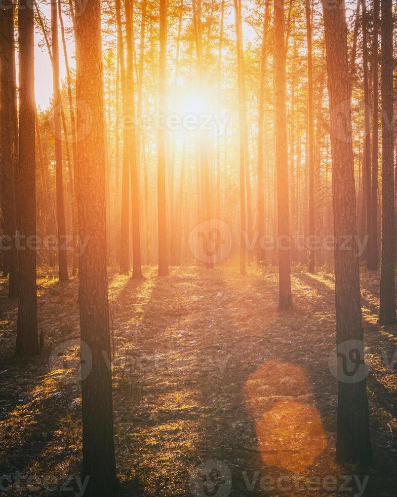 Sonnenstrahlen leuchten das Stämme von Kiefer Bäume beim Sonnenuntergang oder Sonnenaufgang im ein früh Winter Kiefer Wald. Ästhetik von Jahrgang Film. foto