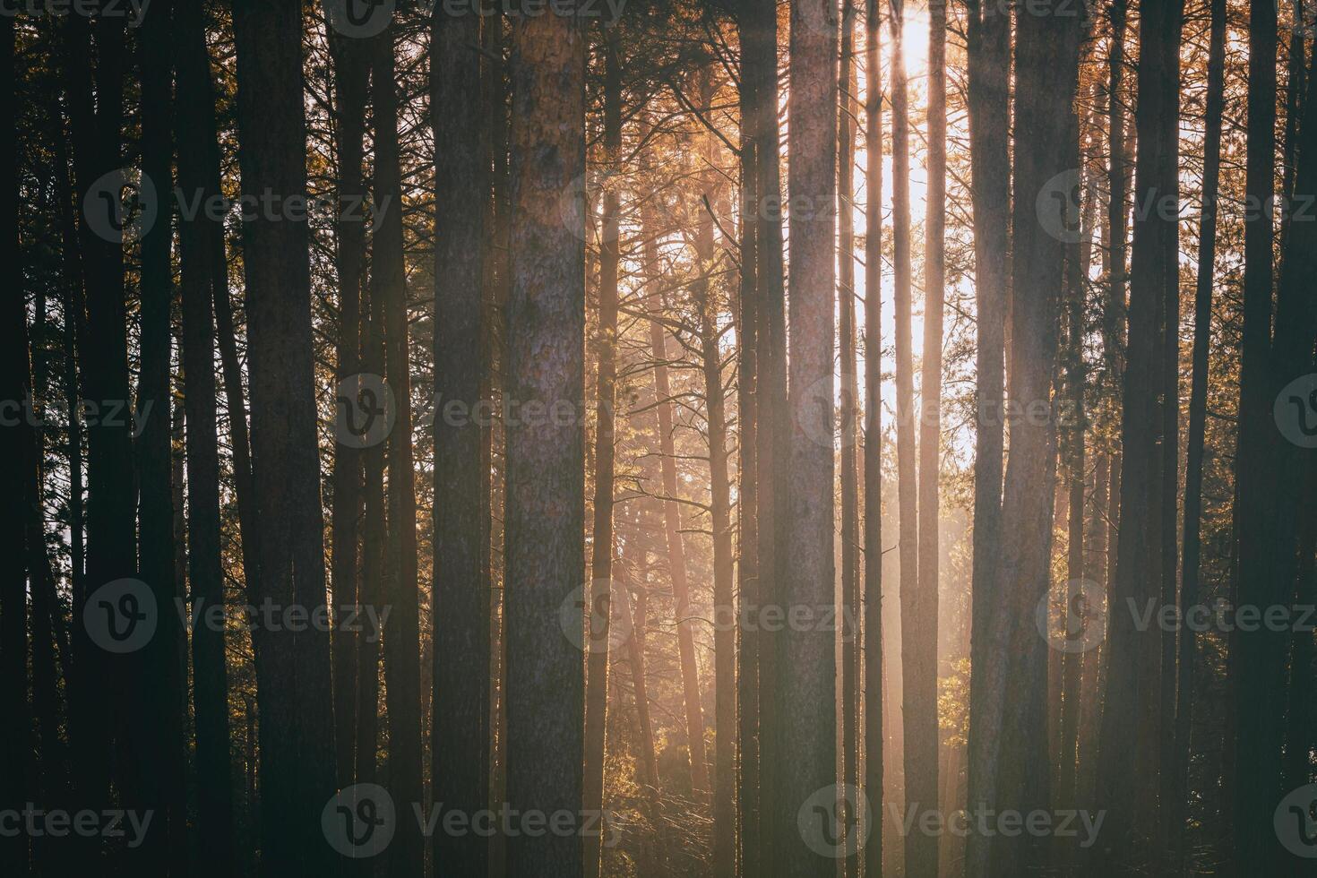 Sonnenstrahlen leuchten das Stämme von Kiefer Bäume beim Sonnenuntergang oder Sonnenaufgang im ein früh Winter Kiefer Wald. Ästhetik von Jahrgang Film. foto