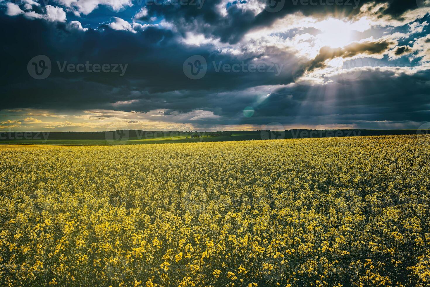 das Sonne brechen durch Sturm Wolken im ein blühen Raps Feld. Ästhetik von Jahrgang Film. foto