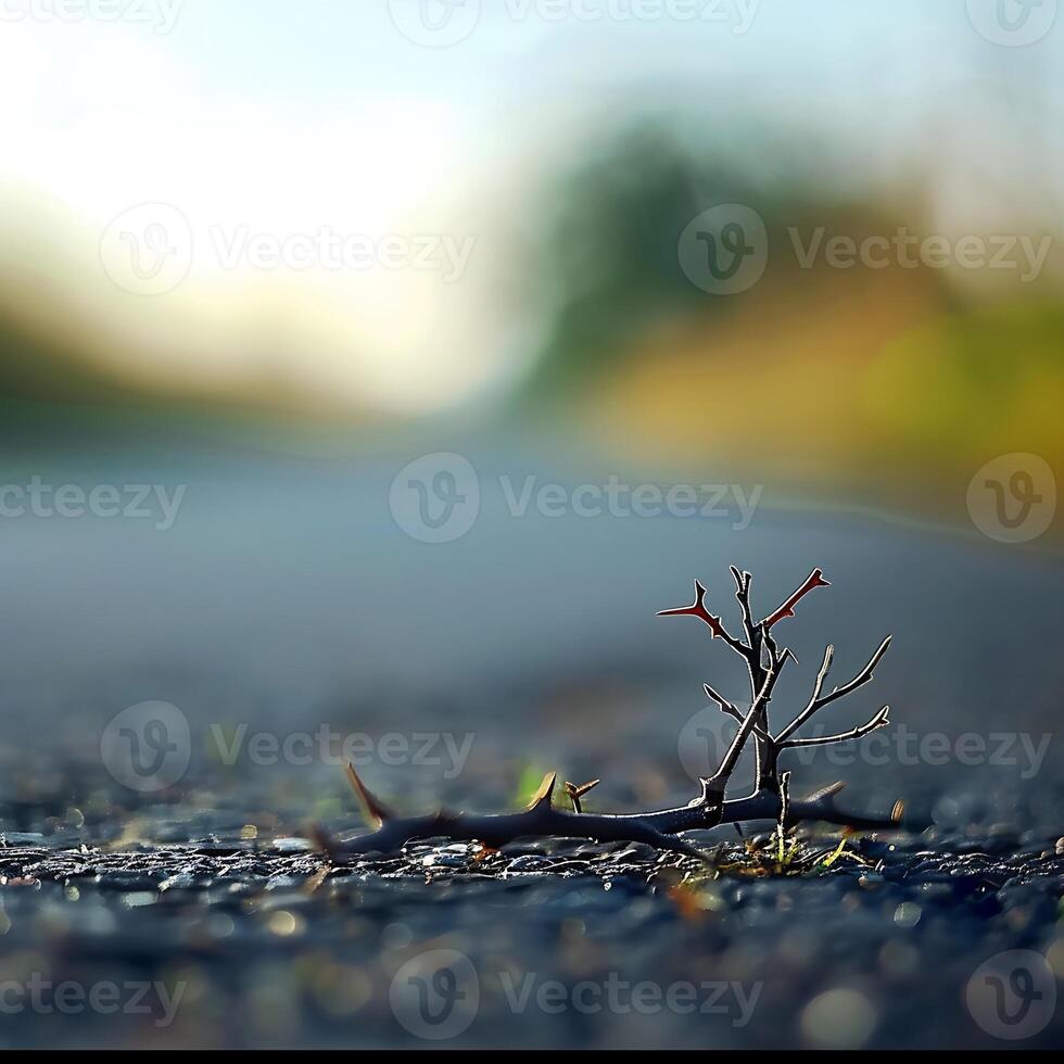 ein Dorn auf das Asphalt, verschwommen Hintergrund von Gras und Himmel, Sanft Licht, Nahaufnahme, flach Tiefe von Feld, Makro Linse, Fokus auf das Ast mit verschwommen Straße im das Distanz. foto