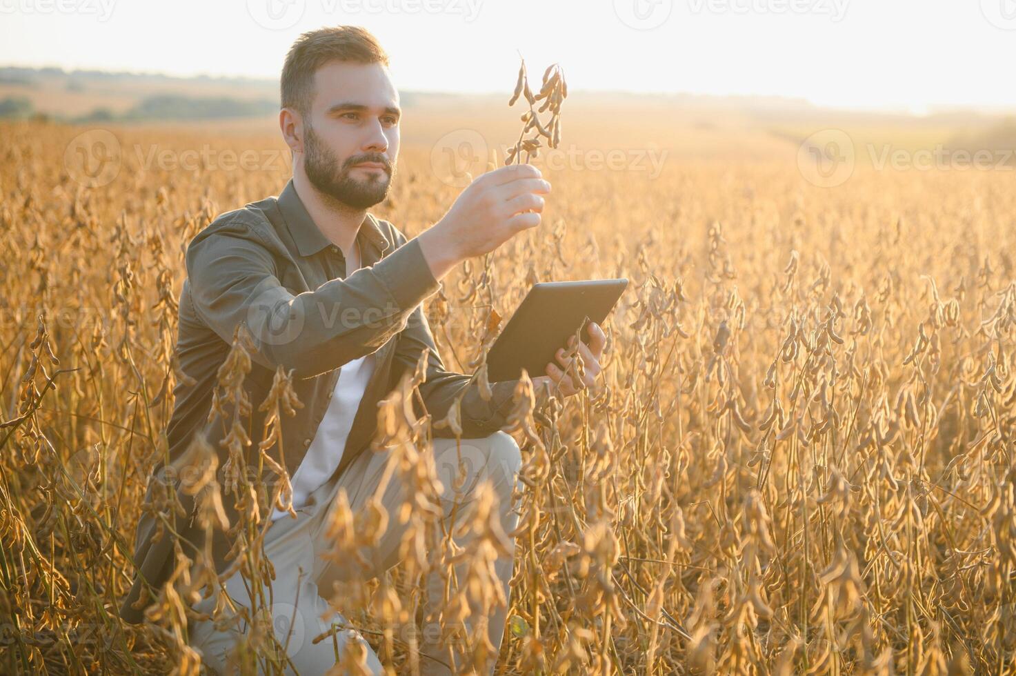 Farmer Agronom auf ein Sojabohne Feld. landwirtschaftlich Industrie. foto