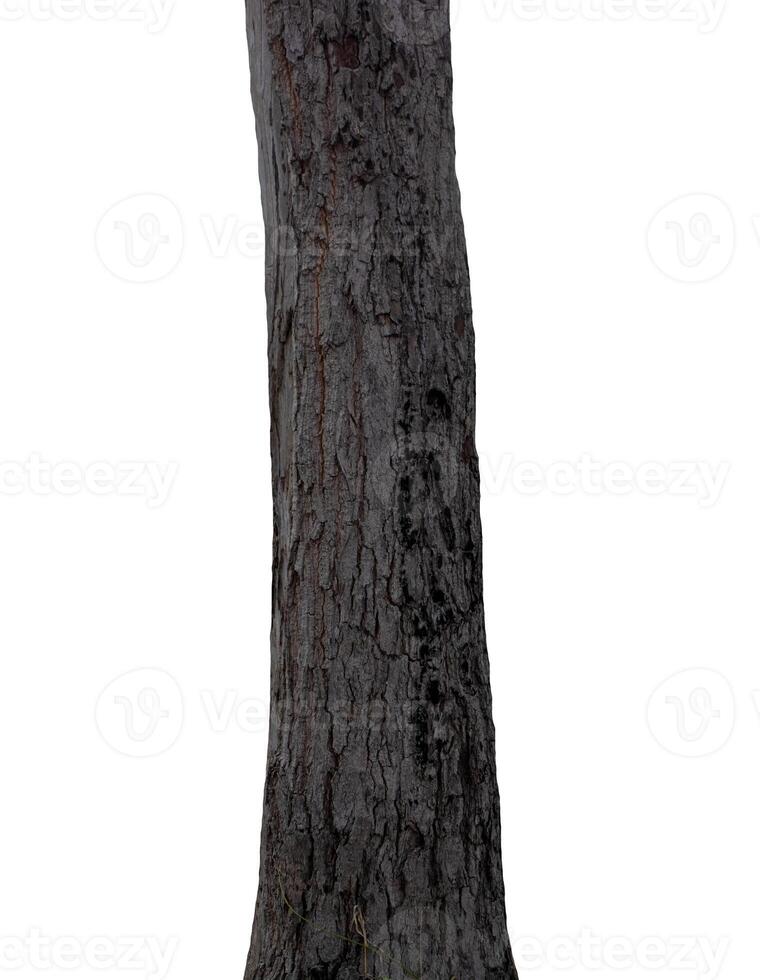 Stamm eines Baumes isoliert auf weißem Hintergrund foto