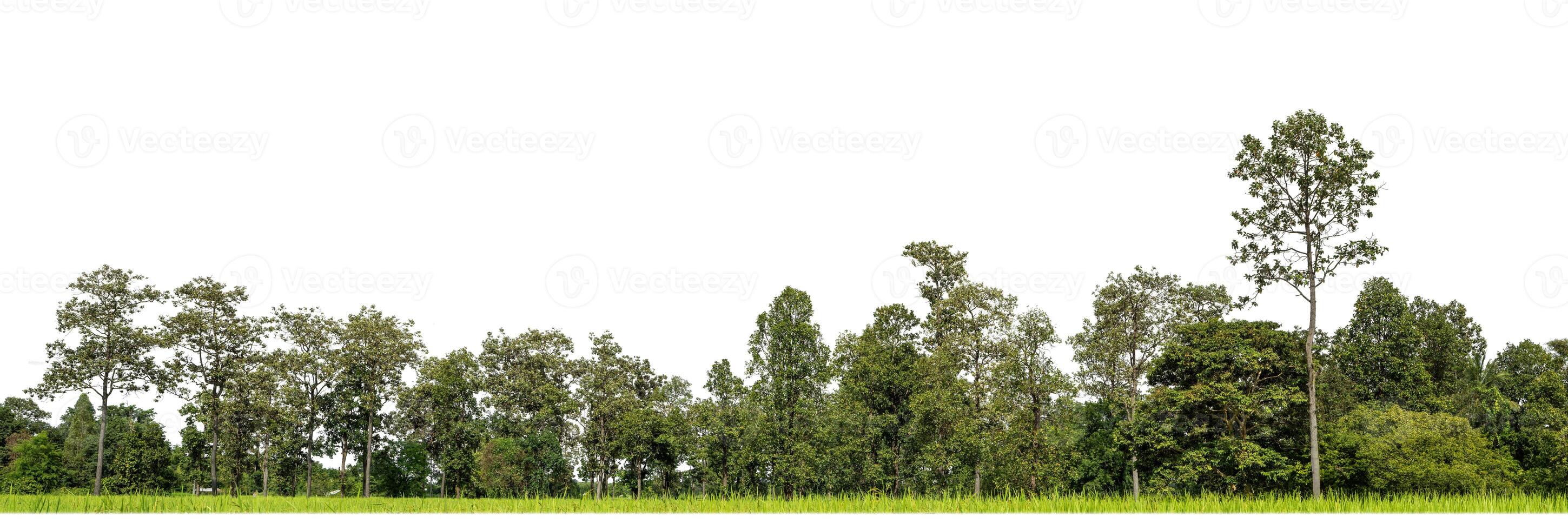 grüne bäume isoliert auf weißem hintergrund. sind wald und laub im sommer sowohl für den druck als auch für webseiten mit schnittpfad und alphakanal foto