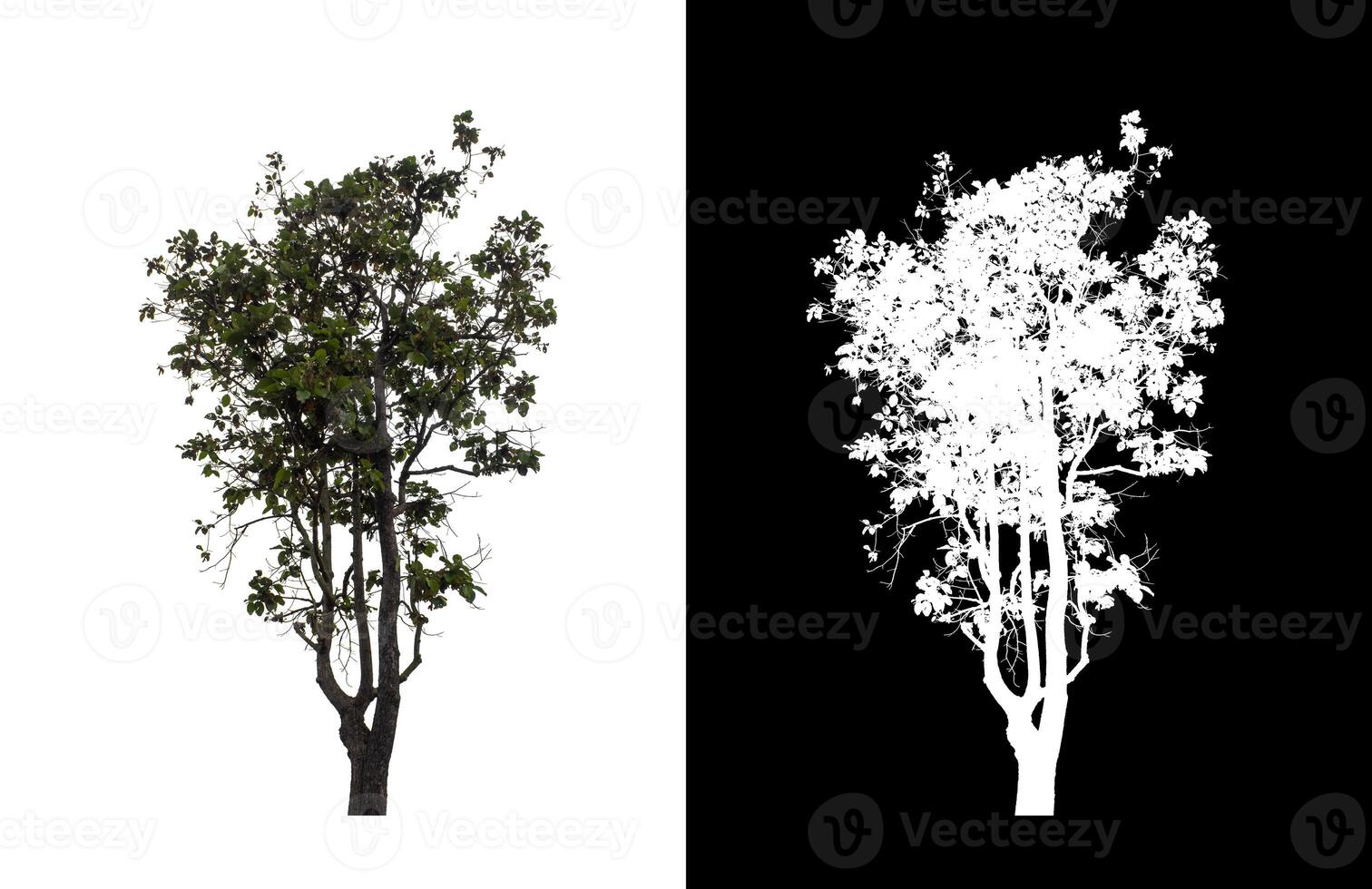 Baum auf transparent Bild Hintergrund mit Ausschnitt Weg, Single Baum mit Ausschnitt Pfad und Alpha Kanal. foto
