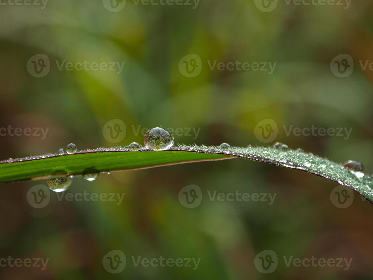 Tautropfen am Morgen auf Blatt foto