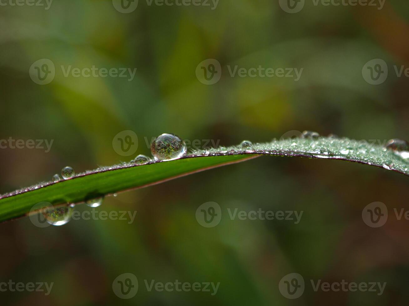 Tautropfen am Morgen auf Blatt foto